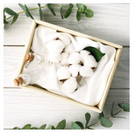 Ausonia Organic Cotton Noche Alas 8 U