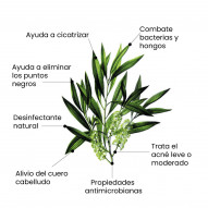 Aceite Esencial Árbol Del Té Bio 30 Ml Pharmacius Lab