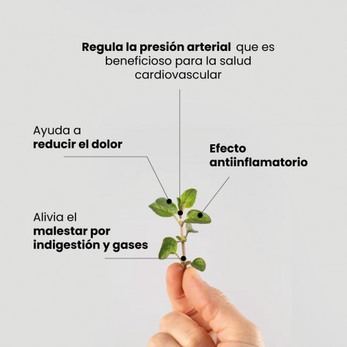 Aceite Esencial Orégano Bio 30 Ml Pharmacius Lab