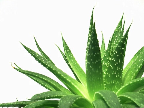 aloe-vera aloe-vera