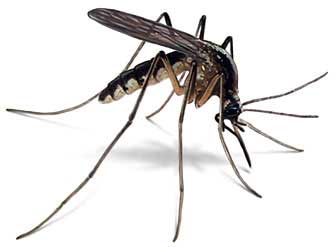 Pulseras antimosquitos
