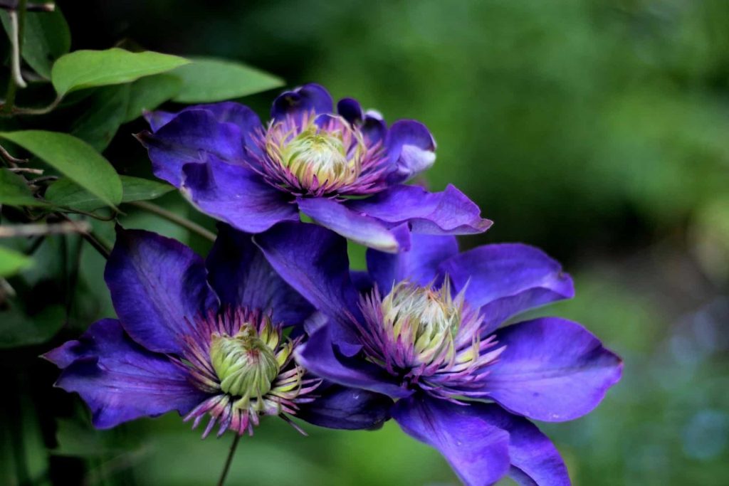 Una de las Flores de Bach