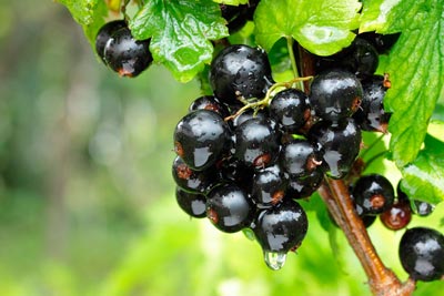 Grosella negra como antiinflamatorio