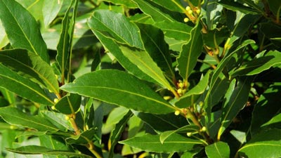 Laurel como antiinflamatorio