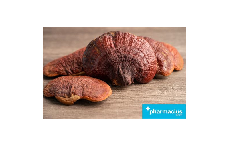 Reishi: Propiedades, Beneficios y Formas de Consumo del Hongo de la Inmortalidad