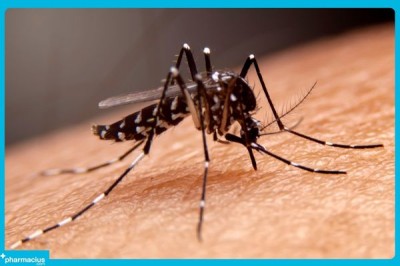 Cómo combatir las picaduras de mosquito